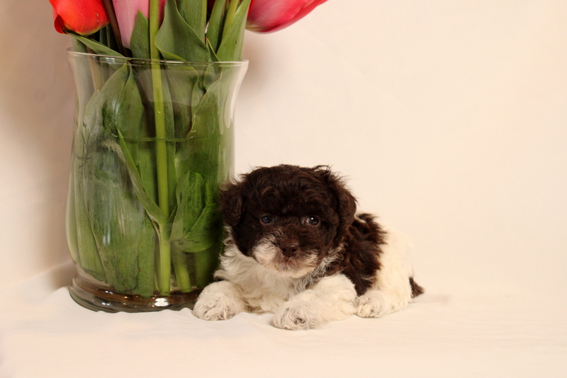 puppy, for, sale, Toy Poodle, Matthew B. Stoltzfus, dog, breeder, Gap, PA, dog-breeder, puppy-for-sale, forsale, nearby, find, puppyfind, locator, puppylocator, aca